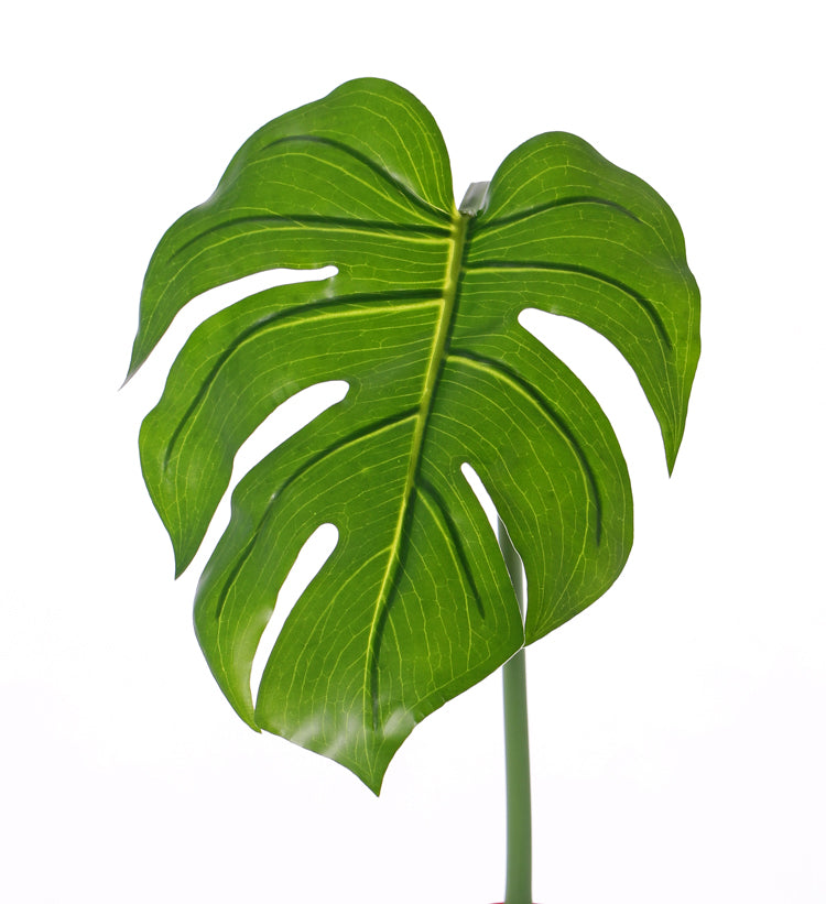 Monstera leaf, 55cm