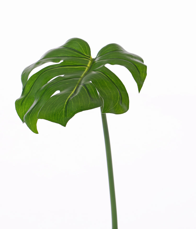Monstera leaf, 55cm